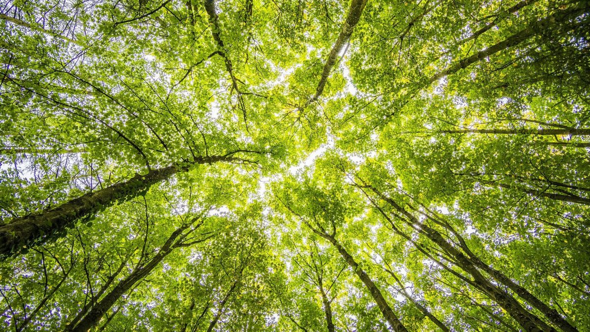 L’arbre, un super-héros&nbsp;surestimé?