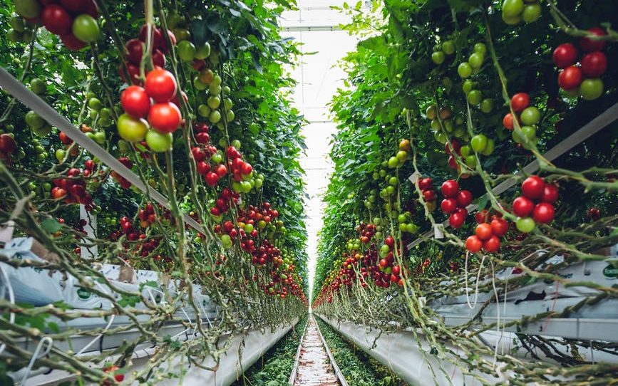 L&rsquo;agriculture de demain: Et si c&rsquo;était l&rsquo;aquaponie ?
