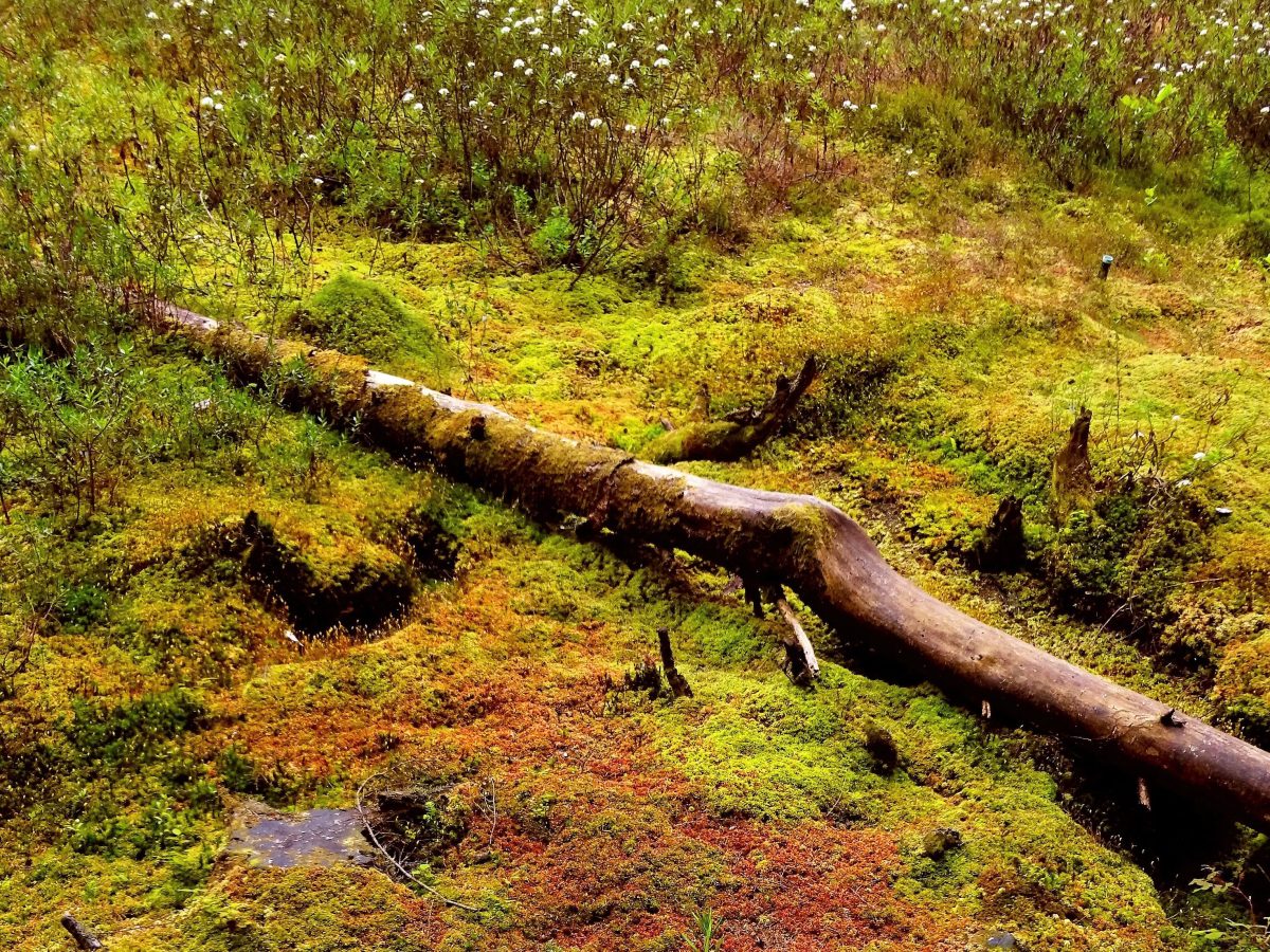Les tourbières ont tout pour&nbsp;plaire!