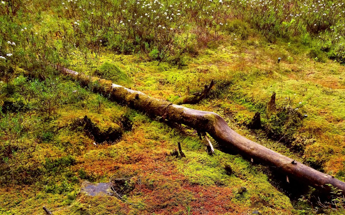Les tourbières ont tout pour&nbsp;plaire!