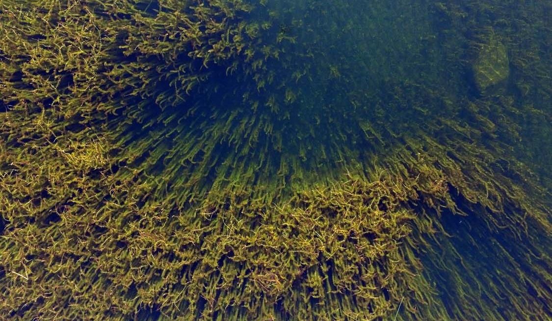 Intrus dans nos lacs! Saurez-vous le&nbsp;reconnaître?