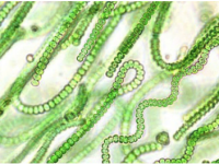 Lacs empoisonnés, à qui la faute&nbsp;?